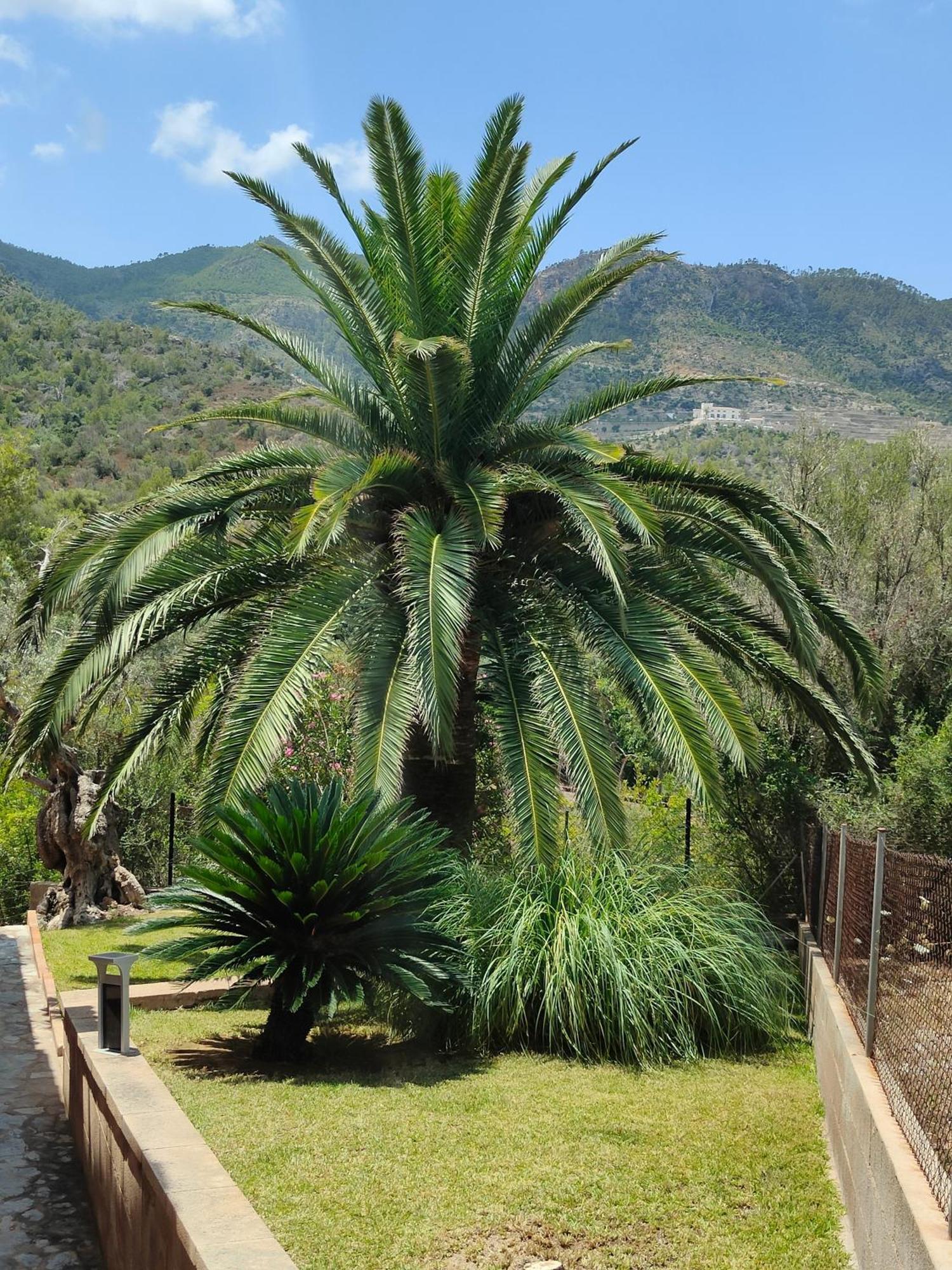 Villa Capllonch Banyalbufar Εξωτερικό φωτογραφία